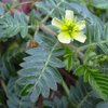 Tribulus terrestris extract - Erox Plus Composition 