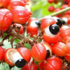 Guarana extract - Erox Plus Composition 